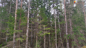 Männikäbi, Suurküla, Lääne-Harju vald, Harjumaa (3 foto / 4)