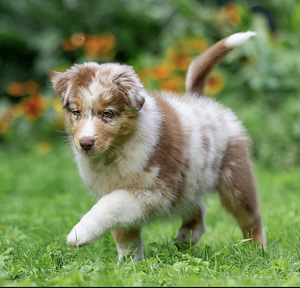 AUSTRALIAN SHEPHERDS