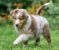 AUSTRALIAN SHEPHERDS