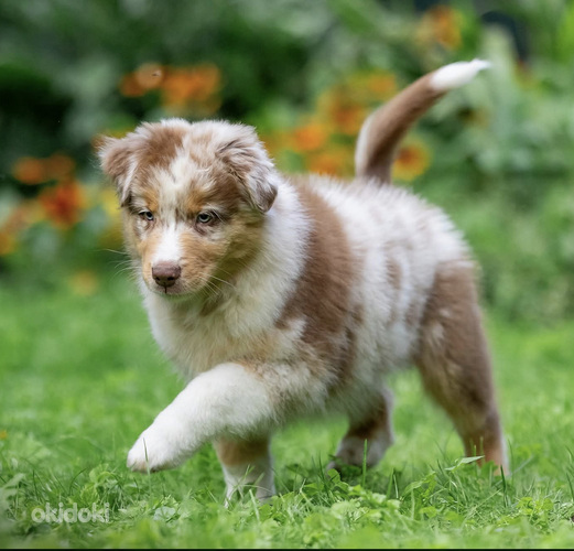 AUSTRALIAN SHEPHERDS