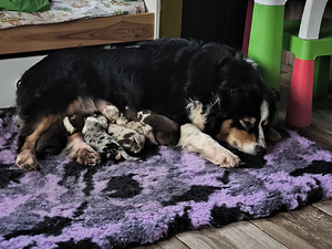 AUSTRALIAN SHEPHERDS (3 valokuva sivusta 7)