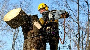 Puude langetamine ja äravedu, arboristi teenused, hooldamine (3 foto / 3)