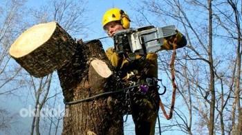 Puude langetamine ja äravedu, arboristi teenused, hooldamine (foto #2)