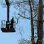 Puude langetamine ja äravedu, arboristi teenused, hooldamine (foto #3)