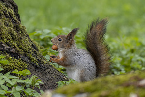 Canon EF 70-300mm F4.0-5.6 IS II USM (8 foto / 10)