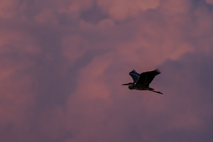 Canon RF 100-400mm f/5.6-8 IS USM (7 foto / 10)