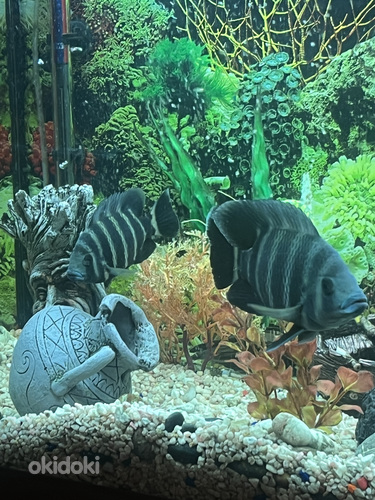 Buttikoferi tilapia, sebratilapia