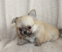 Chihuahua