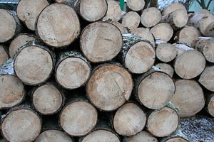 Küttepuu (2 foto / 2)
