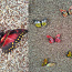 Dekoratiivsed liblikad magnetidega (foto #1)