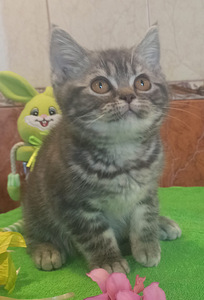 Британские котята
