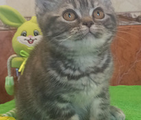 British kittens