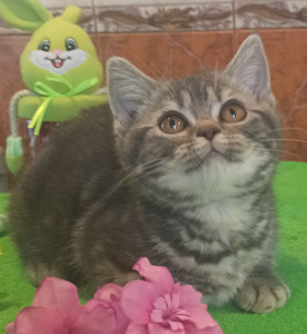 British shorthair kitten (1 foto / 4)