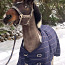 Одеяло для лошади (фото #2)