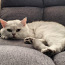 Annan kassi (tõupuhtad britti kass) (foto #1)