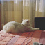 Annan kassi (tõupuhtad britti kass) (foto #3)
