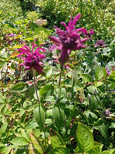 Monarda (1 foto / 2)