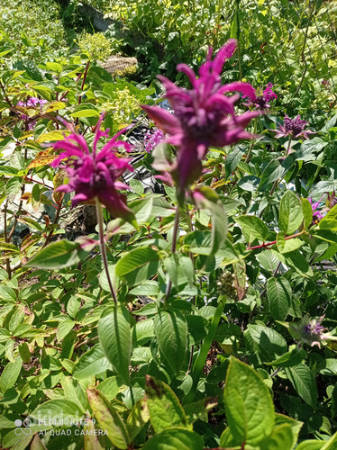 Monarda