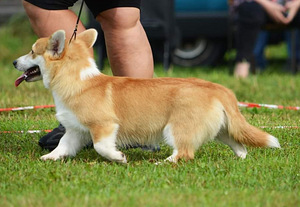 Welsh Corgi Pembroke kutsikad (7 foto / 10)