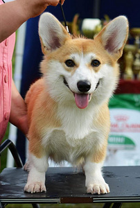 Welsh Corgi Pembroke kutsikad (4 foto / 10)