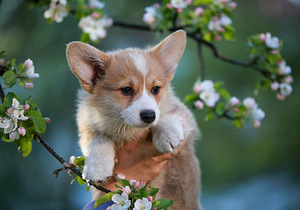Welsh Corgi Pembroke kutsikad (6 foto / 10)