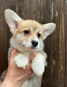 Welsh Corgi Pembroke kutsikad (10 foto / 10)