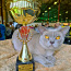 Бурманские котята с родословной (фото #2)
