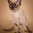 Бурманская кошка с родословной. (фото #1)