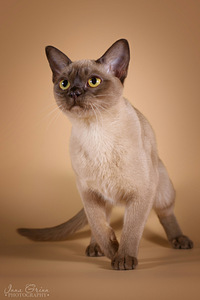 Бурманская кошка с родословной.