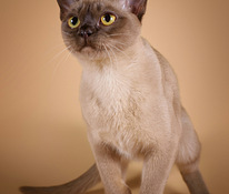 Бурманская кошка с родословной.