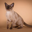 Бурманская кошка с родословной. (фото #2)