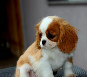 Cavalier King Charles Spaniel (6 фото из 10)