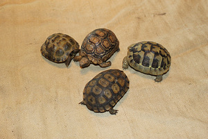 Leopard kilpkonn Stigmochelys pardalis (1 foto / 3)