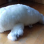 Новый тюлень (фото #2)