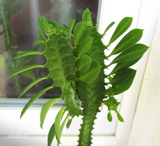KOLMEKANDILINE PIIMALILL Euphorbia trigona