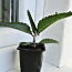 ЛЕКАРСТВЕННОЕ растение - DAIGREMONTI KALANHOE (фото #3)