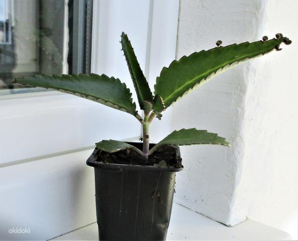 ЛЕКАРСТВЕННОЕ растение - DAIGREMONTI KALANHOE (фото #3)
