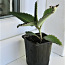 ЛЕКАРСТВЕННОЕ растение - DAIGREMONTI KALANHOE (фото #2)