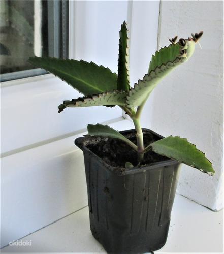 ЛЕКАРСТВЕННОЕ растение - DAIGREMONTI KALANHOE (фото #2)