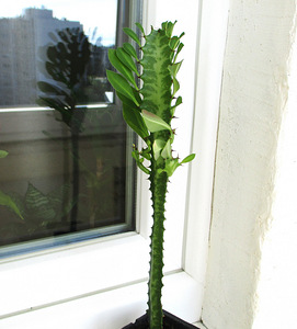 Трёхгранная молочай Euphorbia trigona (3 фото из 4)