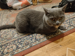 Noor Briti kass otsib kodu. (2 foto / 3)