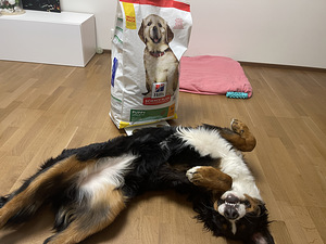 Hill's Science Plan Puppy Large Breed Chicken 16 kg (2 foto / 2)
