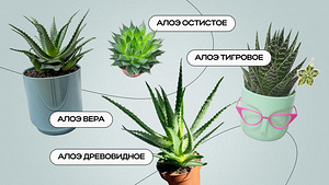 Алоэ вера (3 фото из 3)