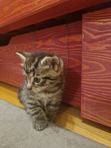 Kassipoeg otsib kodu (2 foto / 3)