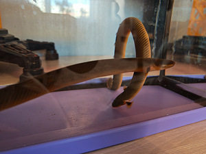 Kalamoichtus calabaricus (3 foto / 3)