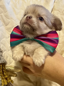 Chihuahua kutsikate müük. (3 foto / 5)