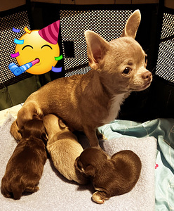 Chihuahua kutsikate müük. (4 foto / 5)