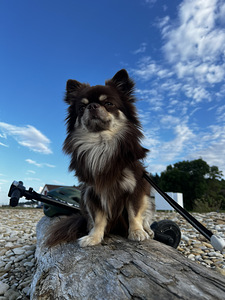 Chihuahua kutsikate müük. (5 foto / 5)