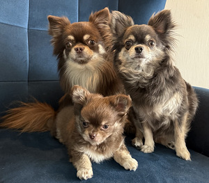 Chihuahua kutsikate müük. (8 foto / 9)