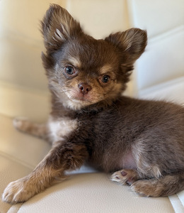 Chihuahua kutsikate müük. (7 foto / 9)